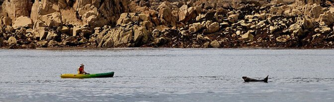 Kayak face à un Phoque à Bréhat