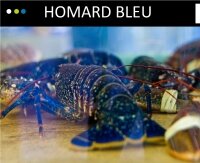 Le homard bleu de Loguivy