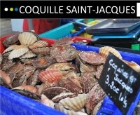 La coquille Saint-jacques