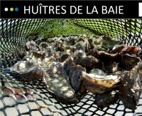 L'huître creuse de la baie de Paimpol