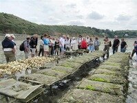 Visite d'un parc à huîtres - Plouézec