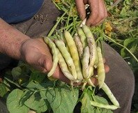 Fête nationale de la Gastronomie : concours gastronomique